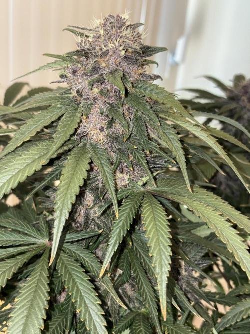 GRAND DADDY PURPLE AUTO. Week 8