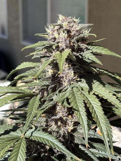 GRAND DADDY PURPLE AUTO. Week 8