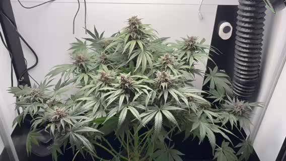 GRAND DADDY PURPLE AUTO