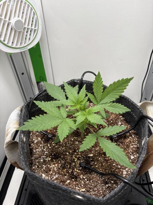 Apple Strudel Auto. Week 1