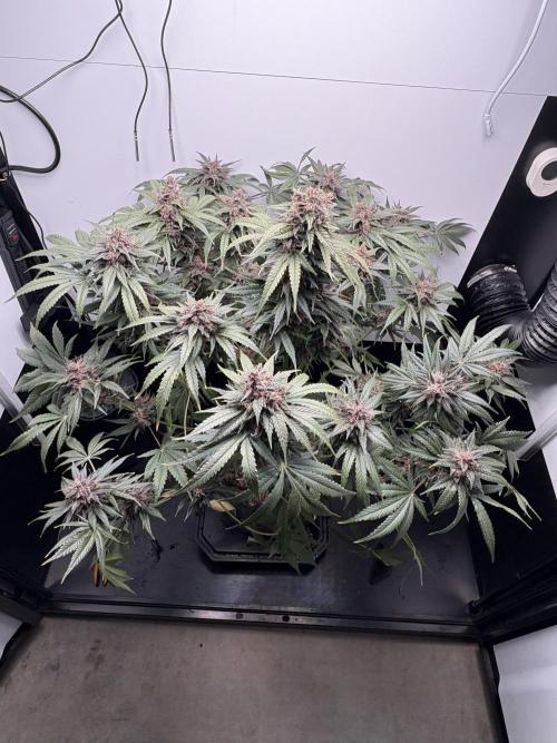 GRAND DADDY PURPLE AUTO. Week 9