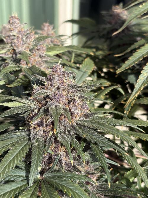 GRAND DADDY PURPLE AUTO. Week 9