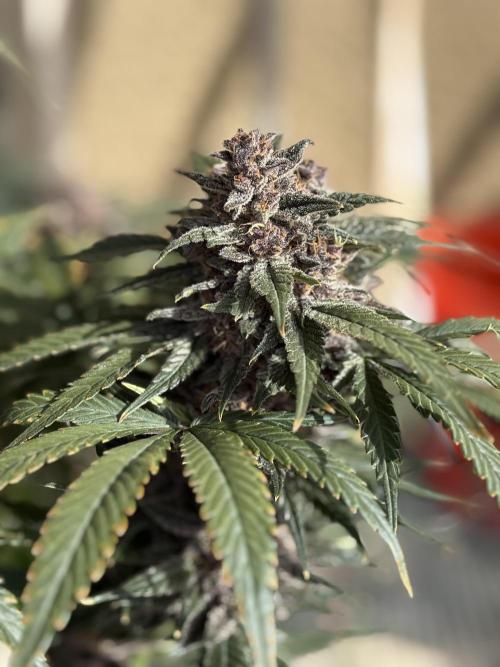 GRAND DADDY PURPLE AUTO. Week 9