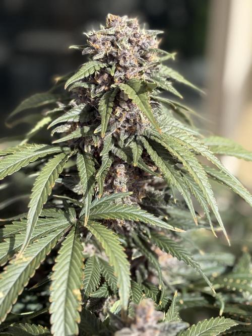GRAND DADDY PURPLE AUTO. Week 9
