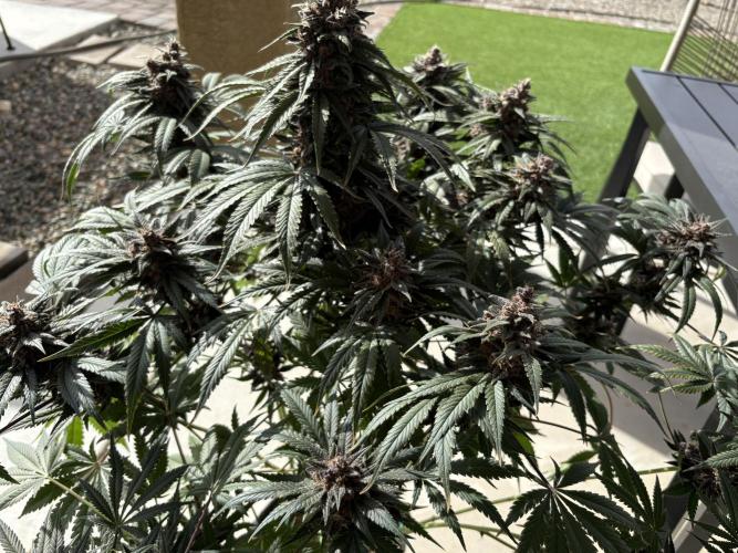 GRAND DADDY PURPLE AUTO. Week 9