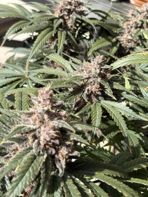 GRAND DADDY PURPLE AUTO. Week 9