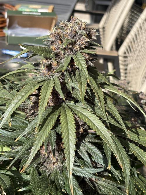 GRAND DADDY PURPLE AUTO. Week 9