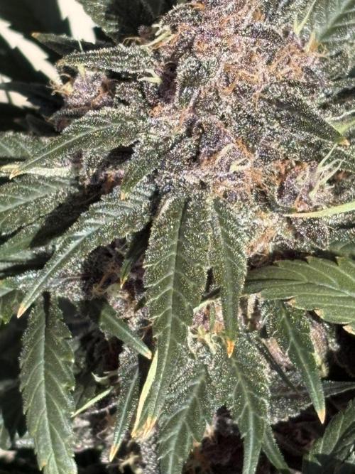 GRAND DADDY PURPLE AUTO. Week 9