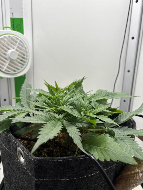 Apple Strudel Auto. Week 2