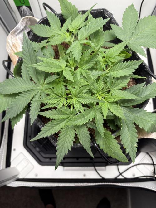 Apple Strudel Auto. Week 2