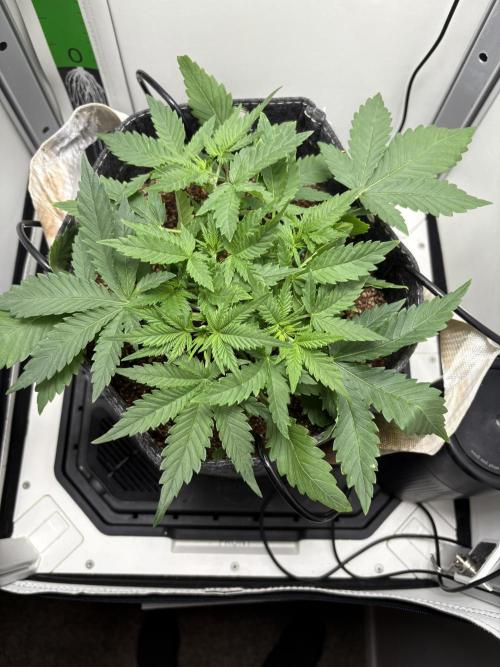 Apple Strudel Auto. Week 2