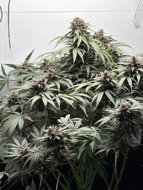 GRAND DADDY PURPLE AUTO. Week 9