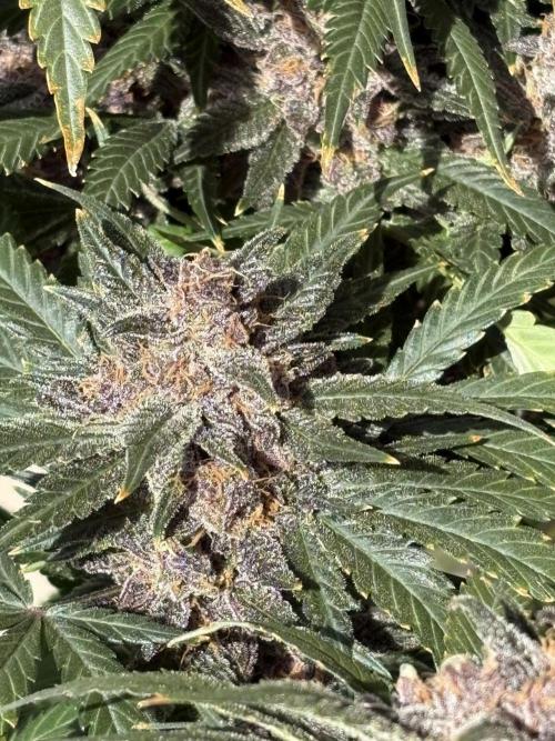 GRAND DADDY PURPLE AUTO. Week 9