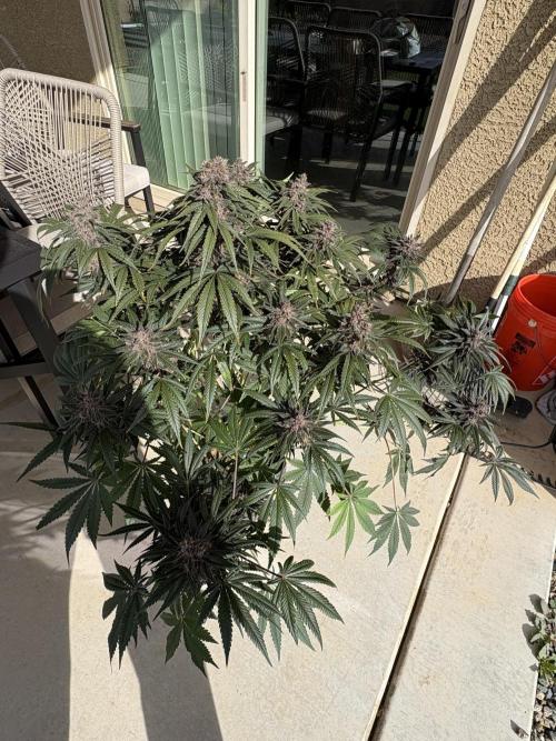 GRAND DADDY PURPLE AUTO. Week 9