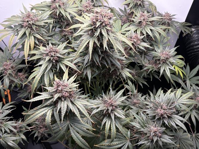 GRAND DADDY PURPLE AUTO. Week 10