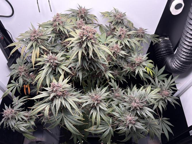 GRAND DADDY PURPLE AUTO. Week 10