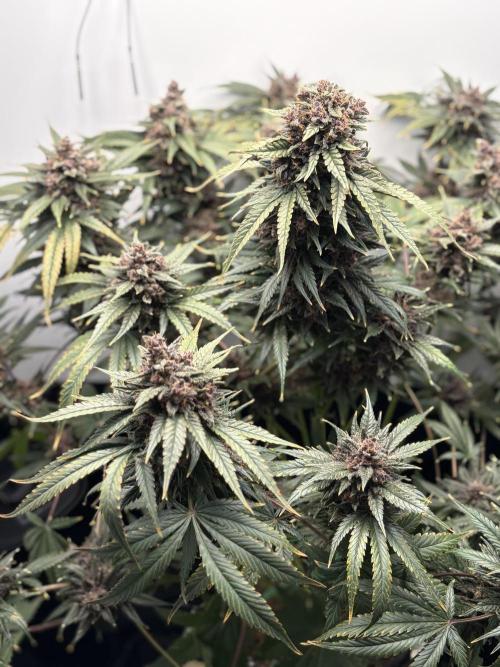 GRAND DADDY PURPLE AUTO. Week 10