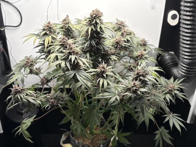 GRAND DADDY PURPLE AUTO. Week 10