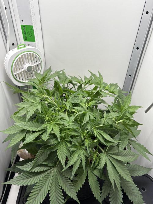 Apple Strudel Auto. Week 3