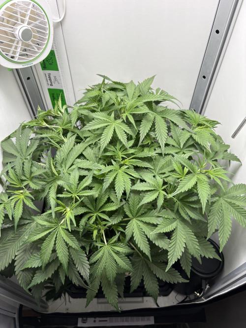 Apple Strudel Auto. Week 4