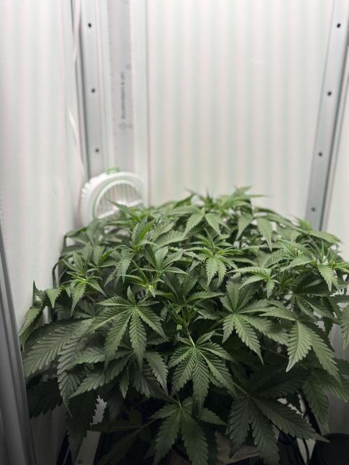 Apple Strudel Auto. Week 4