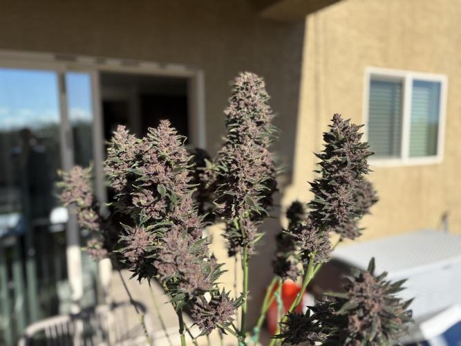 GRAND DADDY PURPLE AUTO. Week 11