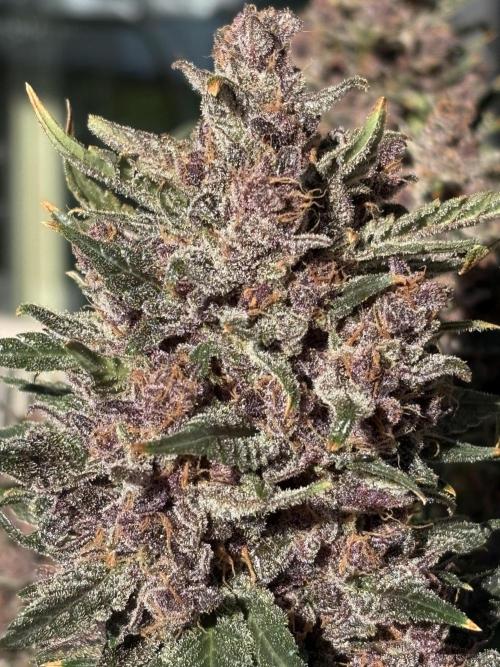 GRAND DADDY PURPLE AUTO. Week 11