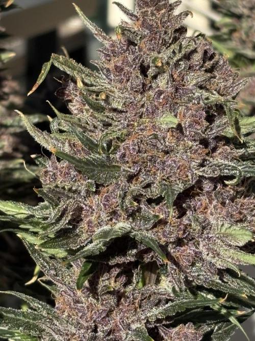 GRAND DADDY PURPLE AUTO. Week 11