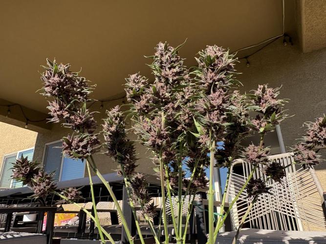 GRAND DADDY PURPLE AUTO. Week 11