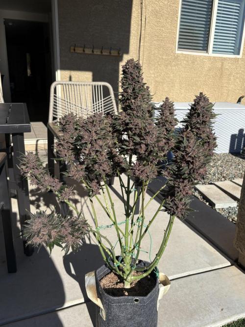 GRAND DADDY PURPLE AUTO. Week 11