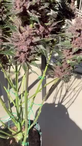 GRAND DADDY PURPLE AUTO