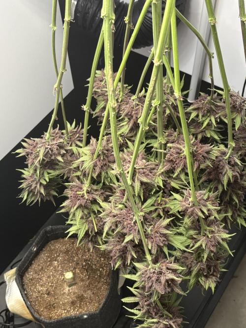 GRAND DADDY PURPLE AUTO. Week 11