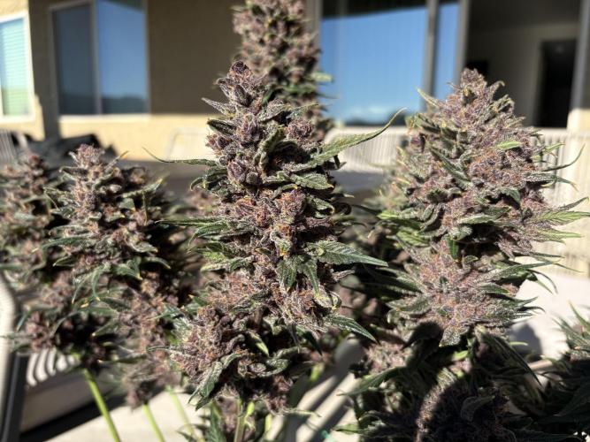 GRAND DADDY PURPLE AUTO. Week 11