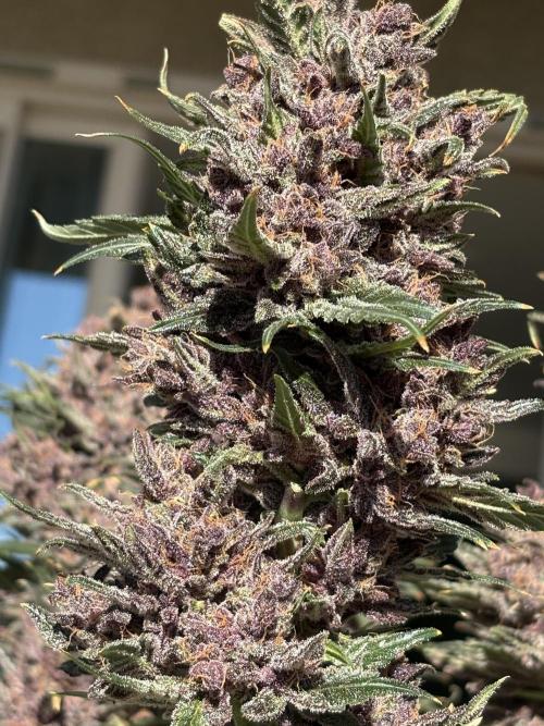 GRAND DADDY PURPLE AUTO. Week 11