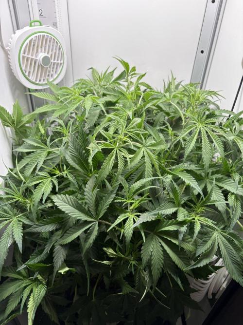 Apple Strudel Auto. Week 5