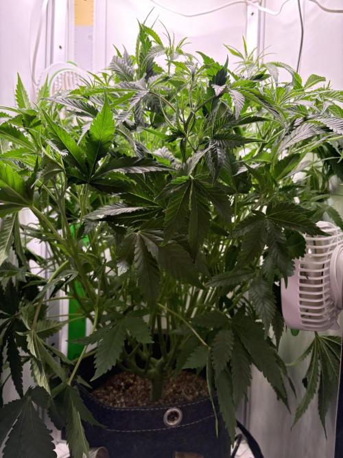 Apple Strudel Auto. Week 5