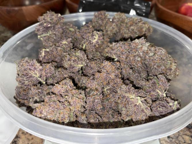 GRAND DADDY PURPLE AUTO. Week 11