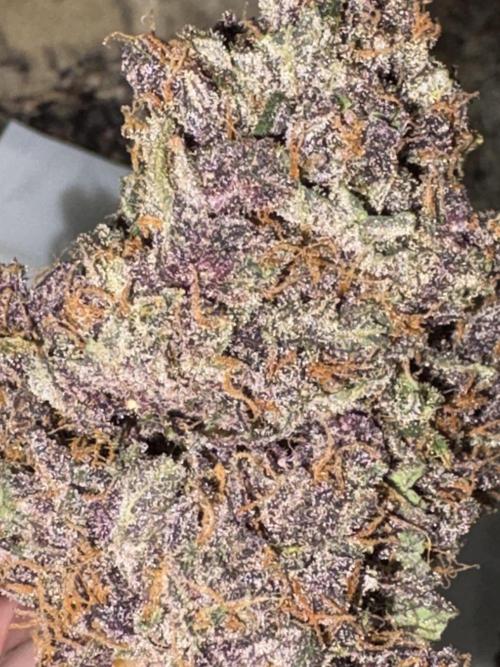 GRAND DADDY PURPLE AUTO. Week 11