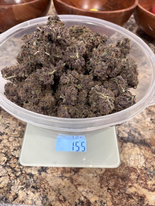 GRAND DADDY PURPLE AUTO. Week 11