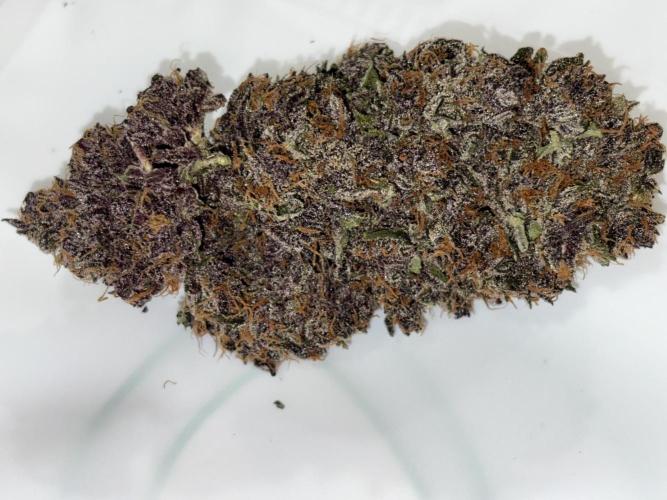 GRAND DADDY PURPLE AUTO. Week 11