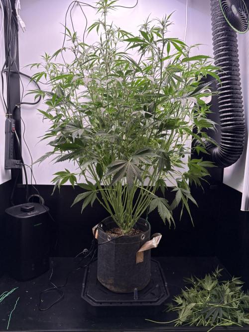 Apple Strudel Auto. Week 6