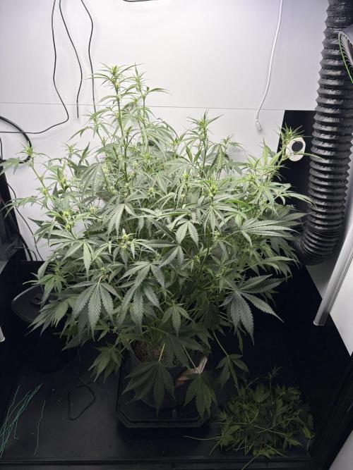 Apple Strudel Auto. Week 6