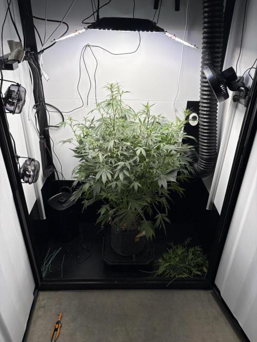 Apple Strudel Auto. Week 6