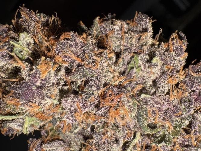 GRAND DADDY PURPLE AUTO. Week 11