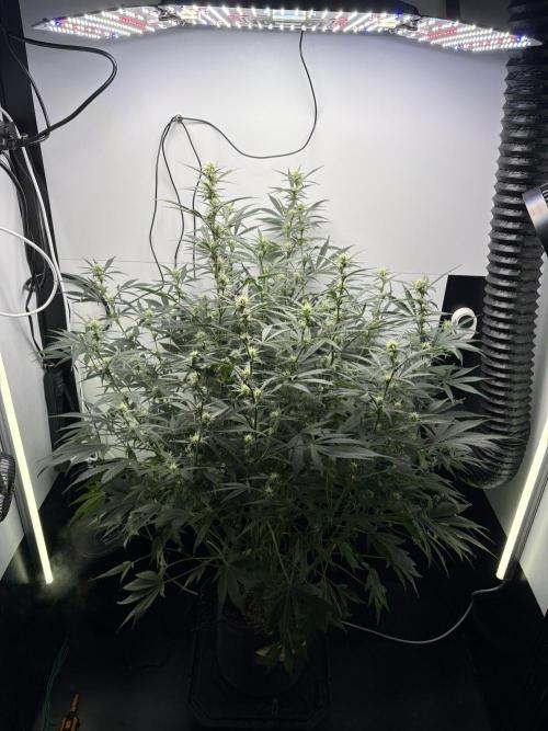 Apple Strudel Auto. Week 7