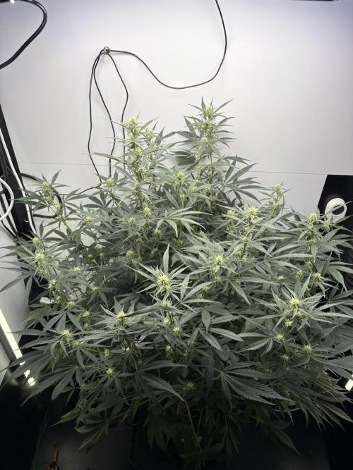 Apple Strudel Auto. Week 7