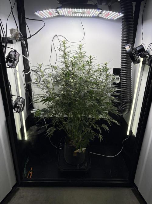 Apple Strudel Auto. Week 7