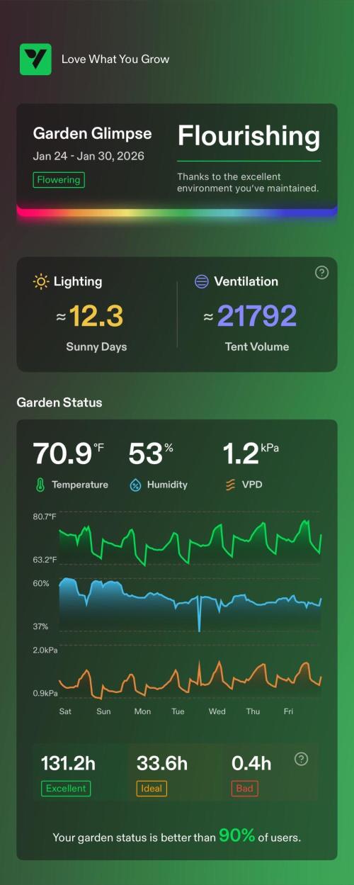 Apple Strudel Auto. Week 8