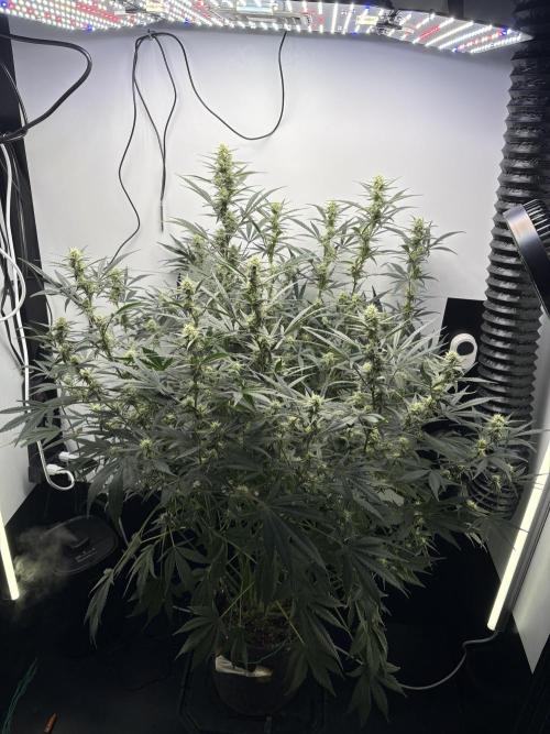 Apple Strudel Auto. Week 8