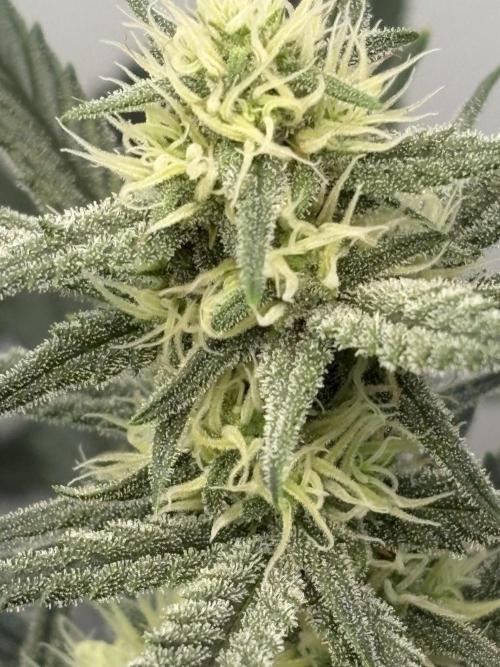 Apple Strudel Auto. Week 8